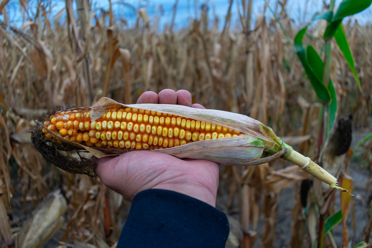 Corn