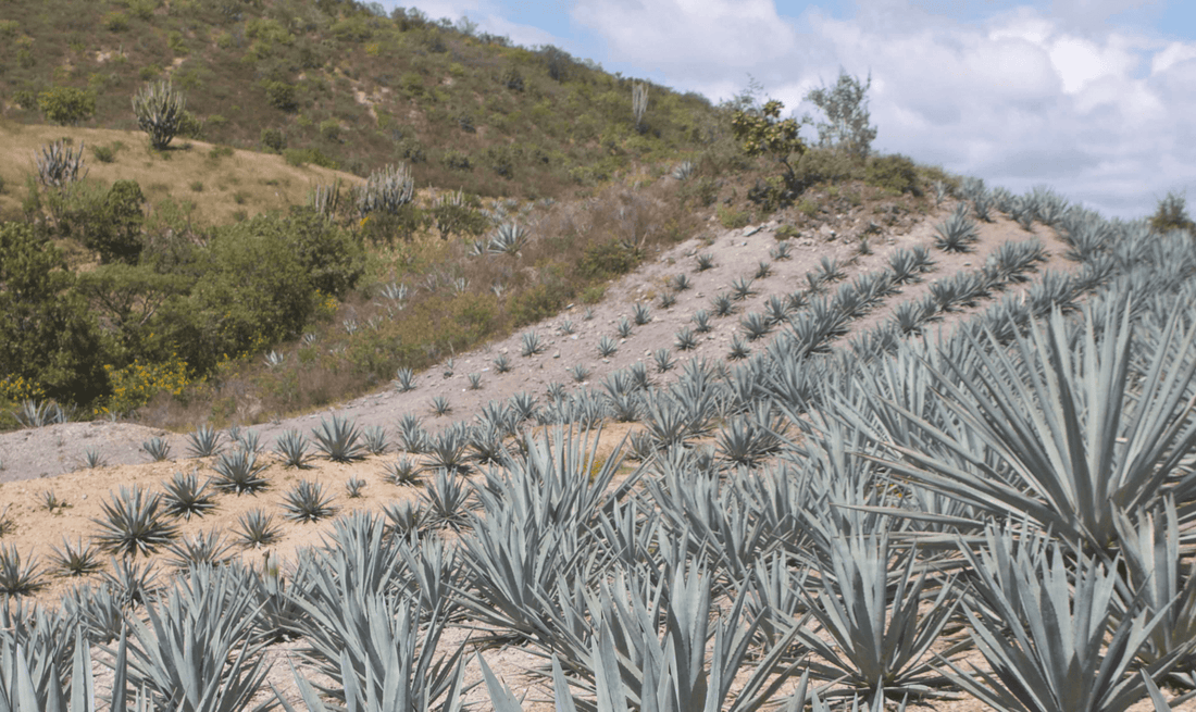 Like Tequila? You should meet Mezcal!